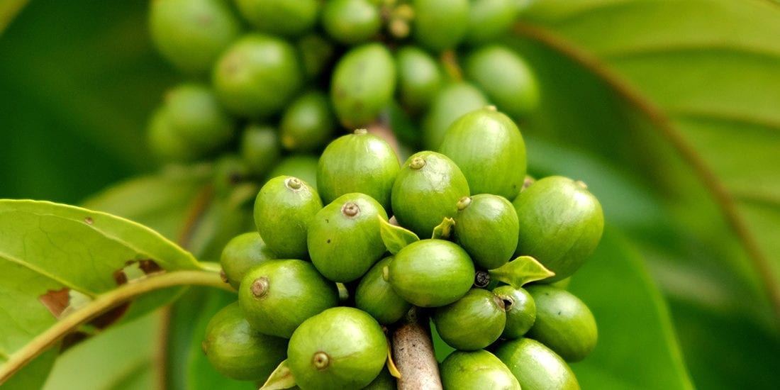 Indochina coffee source green bean coffee from farmers from China, Myanmar and Philippines