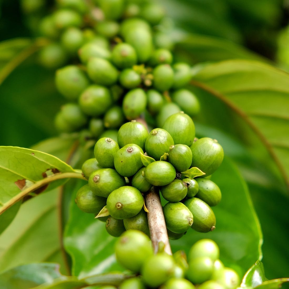 Indochina coffee source green bean coffee from farmers from China, Myanmar and Philippines